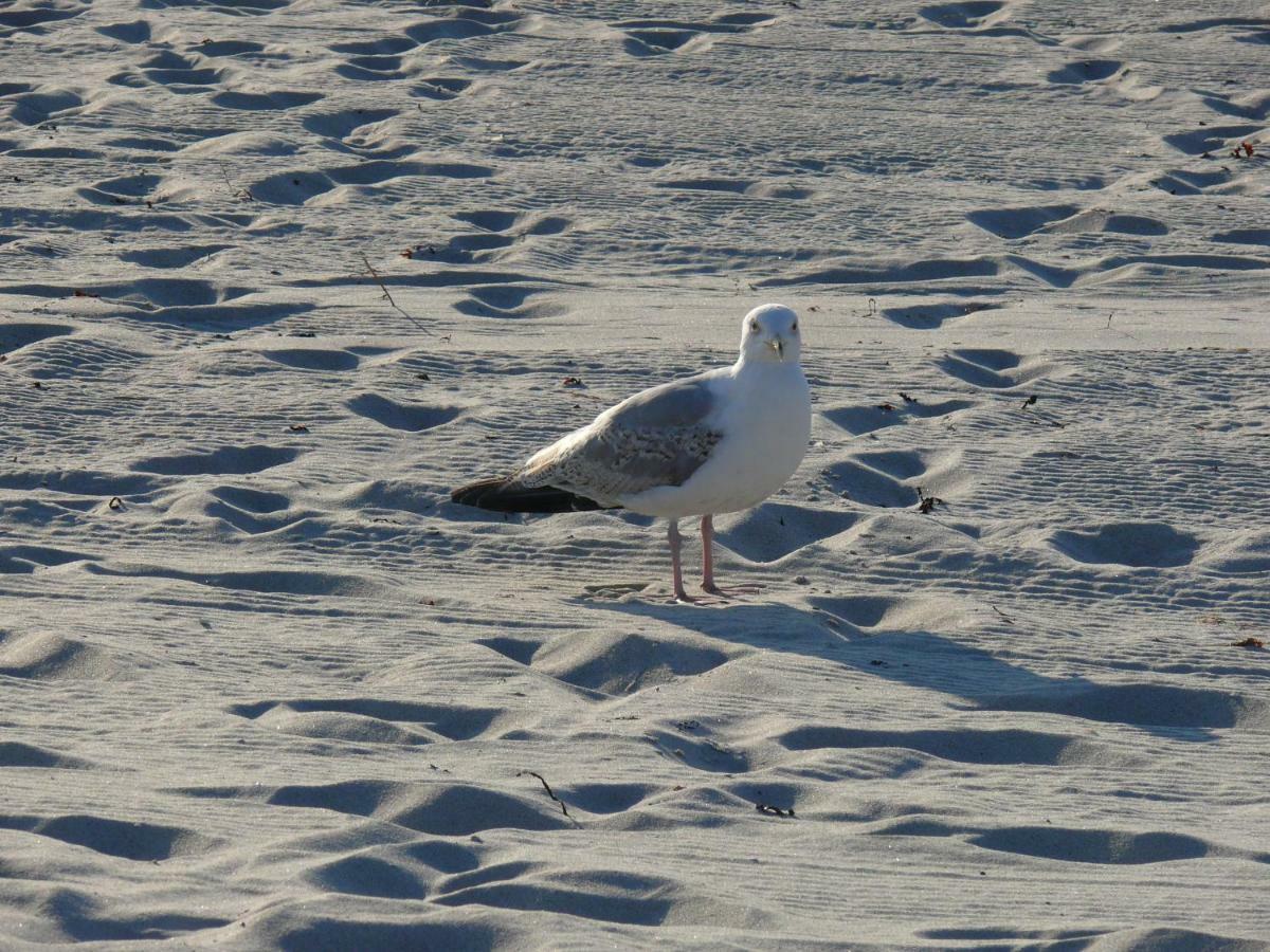 Am Ostseestrand 青斯特 外观 照片